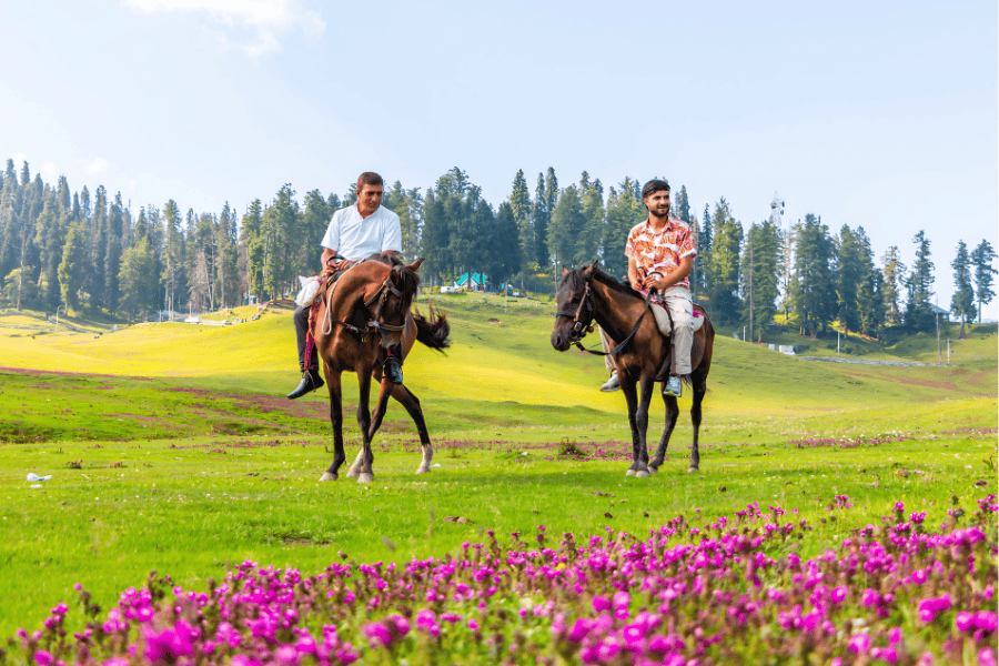 Pony Ride Kashmir By Ahanger HBO