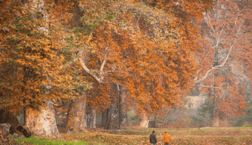 Chinar-Kashmir