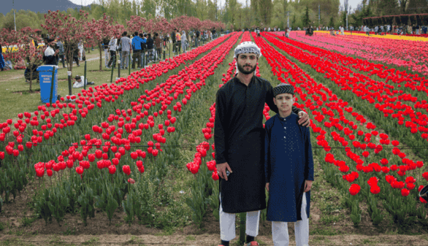 Tulip-Garden-Kashmir