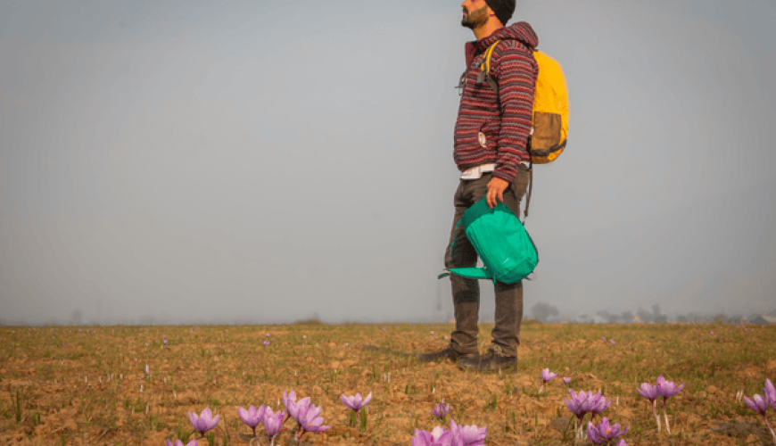 Pampore-Saffron-Fields